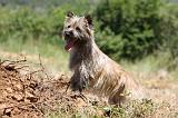 CAIRN TERRIER 487